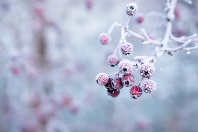 Tree covered in frost.