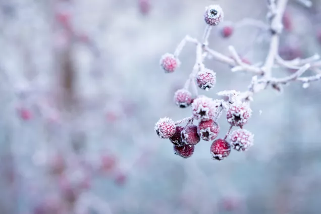 Tree covered in frost. 